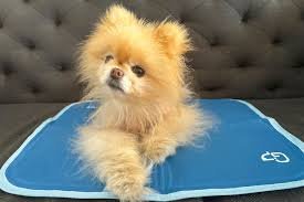 Pet dog lying on a gel cooling pad during summer